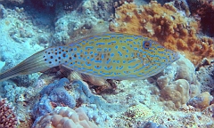 IMG_0366rf_Maldives_Madoogali_Plongee 4_Feridhoo dhigga_Poisson lime gribouille_Aluterus scriptus